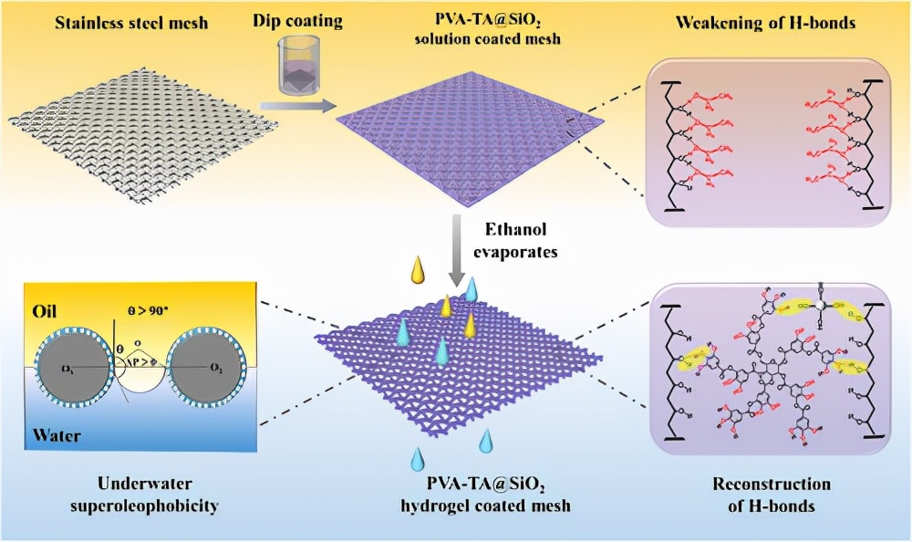制备用于油/水分离的水凝胶涂料、一种溶剂调节的氢键交联策略